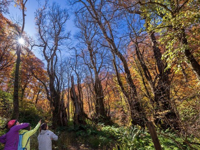 自然案内人と楽しむ天生の森 カツラ門への道